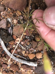 Oxalis polyphylla pentaphylla