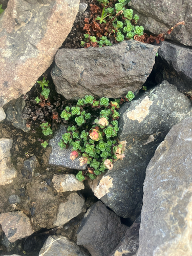 Purple Saxifrage