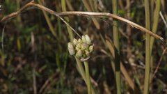 Allium amplectens