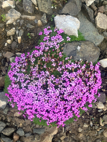 Moss Campion
