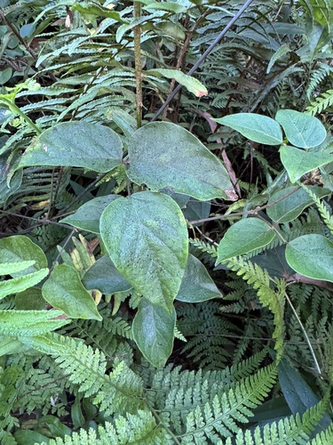 Canavalia galeata observed 2026-08-25