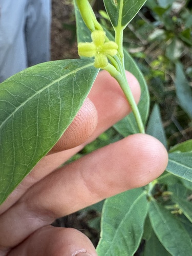 Wikstroemia oahuensis, photograph 5