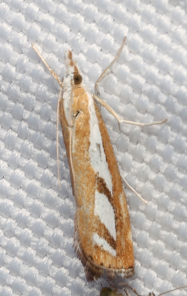 Two-banded Catoptria Moth