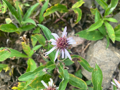 Siberian Aster