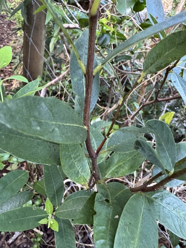 Wikstroemia oahuensis, photograph 6