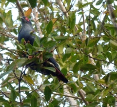 Alectroenas madagascariensis