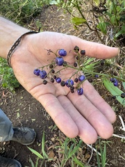 Dianella sandwicensis, photograph (c) Brynn Fricke, some rights reserved (CC BY)