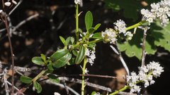 Ceanothus foliosus foliosus