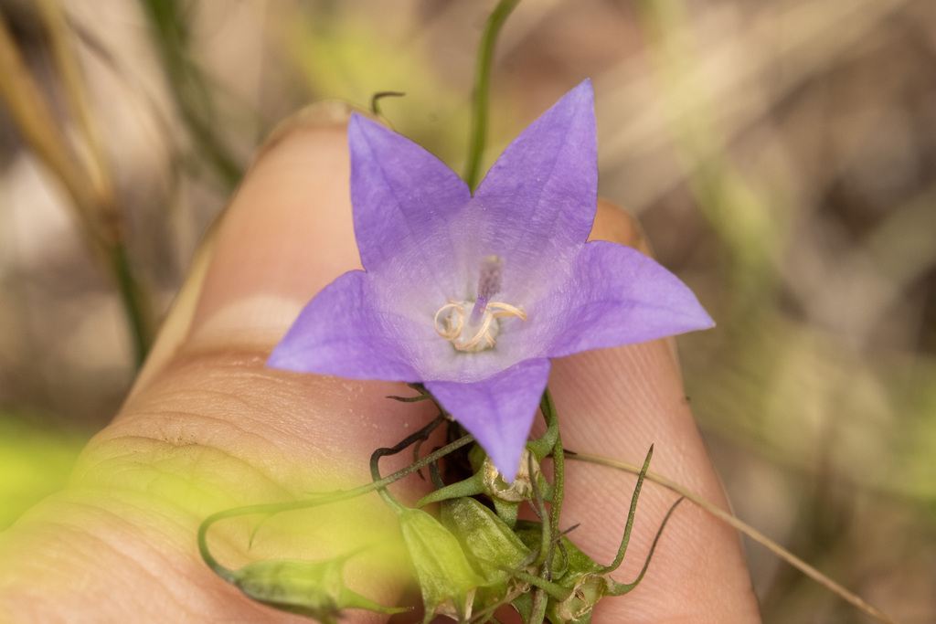 Campanula intercedens; photograph (c) daksu, some rights reserved (CC BY)