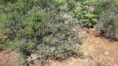 Ceanothus foliosus foliosus