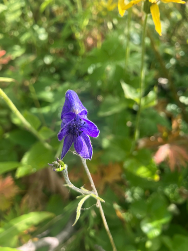 Larkspurleaf Monkshood