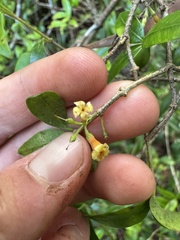 Alyxia stellata, photograph (c) Brynn Fricke, some rights reserved (CC BY)