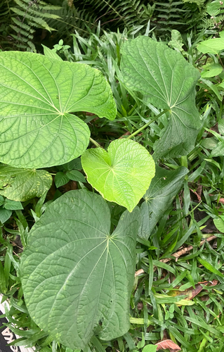 Piper umbellatum, photograph 5