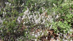 Ceanothus foliosus foliosus
