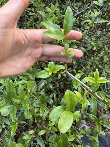 Alyxia stellata