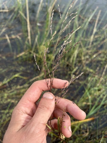 Glyceria grandis, 2026-08-27