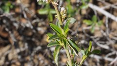 Ceanothus foliosus foliosus