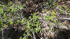 Ceanothus foliosus foliosus