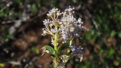 Ceanothus foliosus foliosus