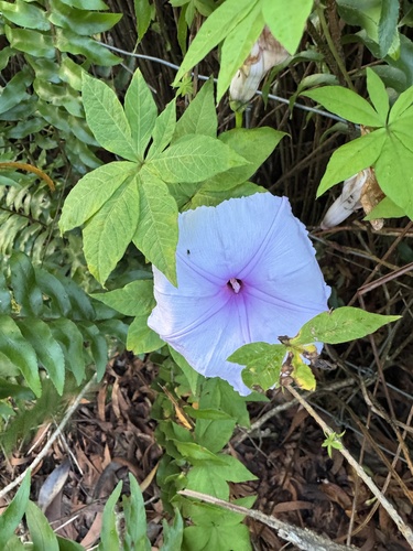 Ipomoea cairica observed 2026-08-25