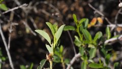 Ceanothus foliosus foliosus