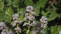 Ceanothus foliosus foliosus