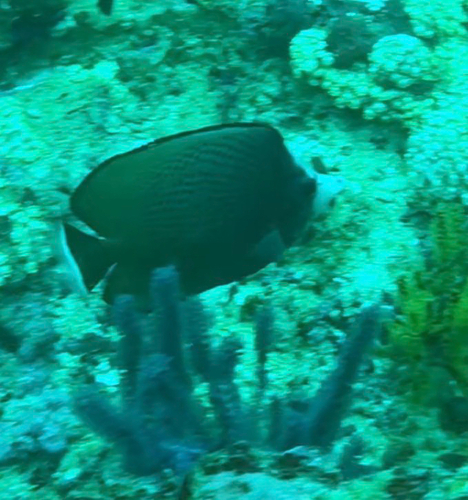 Chaetodon nigropunctatus observed 2026-08-28