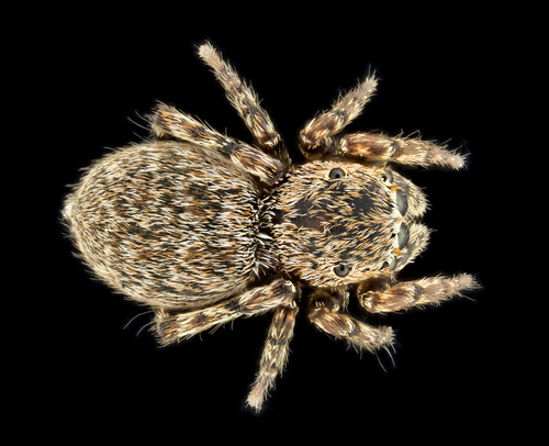 Attinella concolor