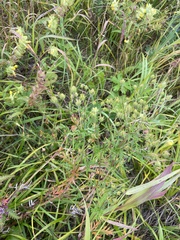 Potentilla multifida