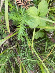 Potentilla multifida, photograph (c) Maria Khoreva, some rights reserved (CC BY)