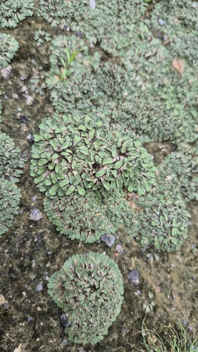 Hemisphaeric Liverwort