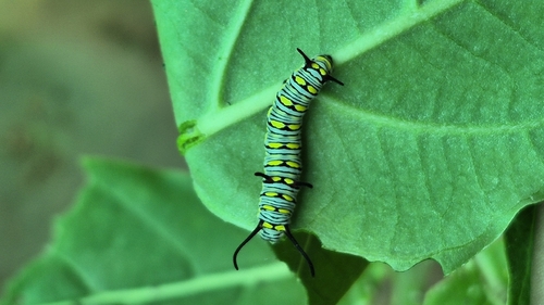 Plain Tiger Butterfly