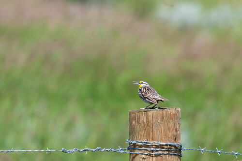 Western Meadowlark