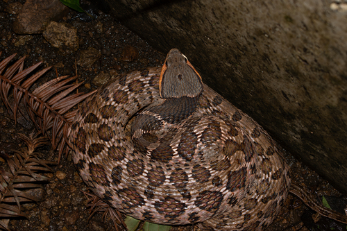 Green Keelback