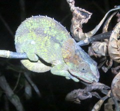 Calumma brevicorne