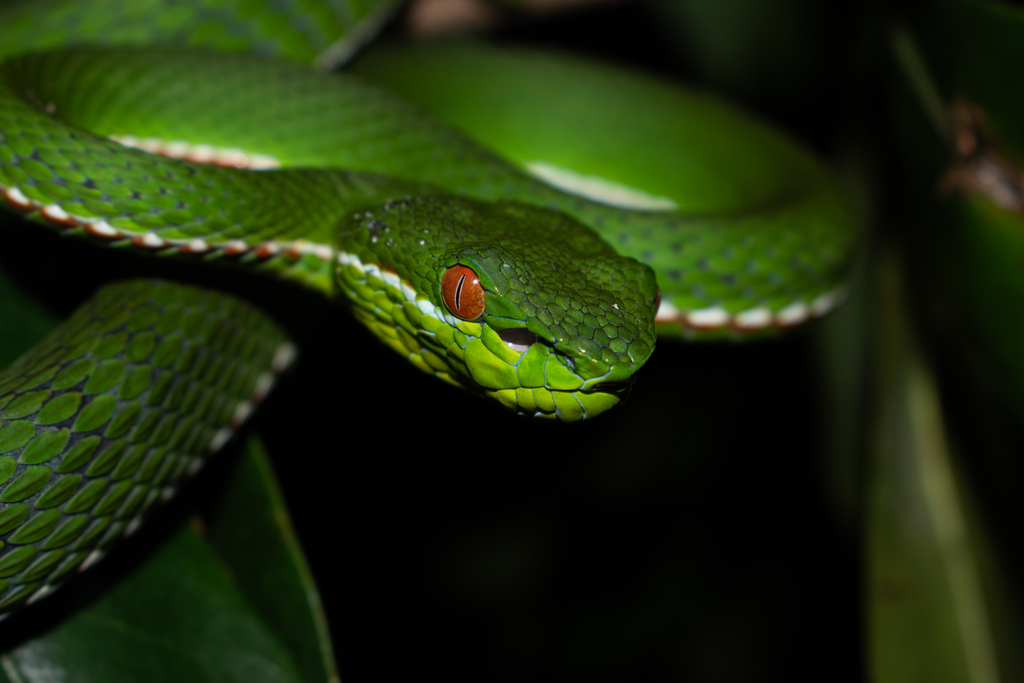 Chinese Green Tree Viper
