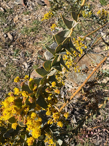 Acacia cultriformis observed 2026-08-28