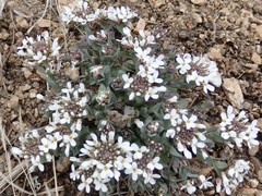Noccaea fendleri