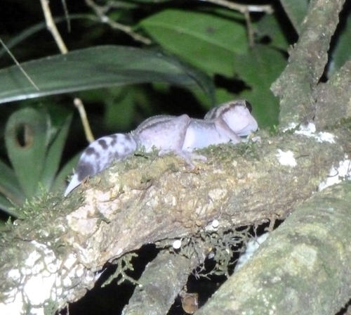 Graceful Madagascar Ground Gecko