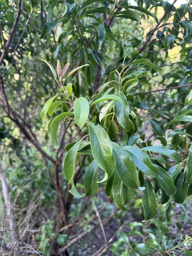 Santalum freycinetianum, photograph 5