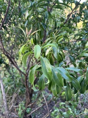 Santalum freycinetianum, photograph (c) Brynn Fricke, some rights reserved (CC BY)
