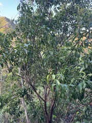 Santalum freycinetianum, photograph (c) Brynn Fricke, some rights reserved (CC BY)