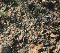 Gerbera piloselloides