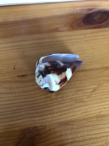 Conus vexillum observed 2026-08-28