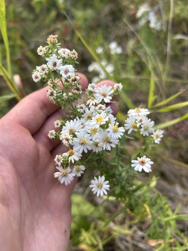 heath aster
