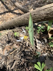 Erythronium albidum