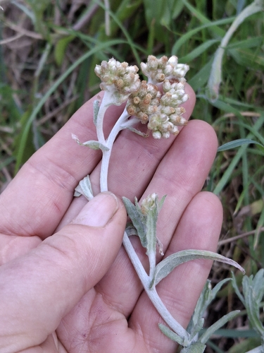 Helichrysum luteoalbum observed 2026-08-28