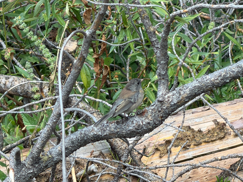 iNaturalist observation photo of Dark-eyed Junco