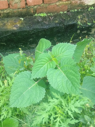 Laportea interrupta observed 2026-08-28