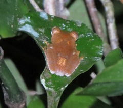 Boophis pyrrhus